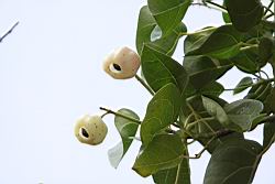 蓮葉桐-實01.JPG