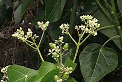 蓮葉桐-花序00.JPG
