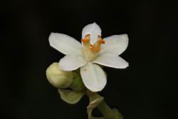 蓮葉桐-雄花06.JPG