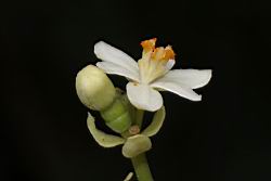 蓮葉桐-雌雄花02.JPG