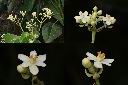 蓮葉桐-花1.jpg