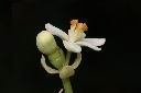 蓮葉桐-雌雄花00.JPG