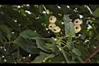 蓮葉桐-實06.JPG