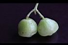 蓮葉桐-實28.jpg