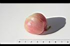 蓮葉桐-實61.JPG