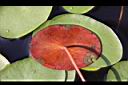 蓴菜-葉背01.JPG