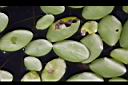 蓴菜09.JPG
