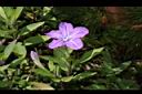 蔓性蘆莉-花01.JPG