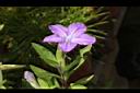 蔓性蘆莉-花03.JPG