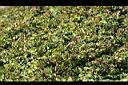 蔓性野牡丹-全0.JPG