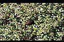 蔓性野牡丹-全1.JPG