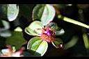 蔓性野牡丹-花苞.JPG