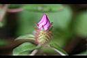 蔓性野牡丹-花苞0.jpg