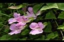 蔓玄參-花11.JPG