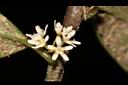 蔓竹杞-花01.JPG
