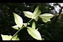 蔓竹杞-葉背00.jpg