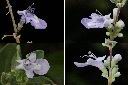 海埔姜-花1.jpg