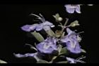 海埔姜-花06.JPG