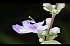 海埔姜-花18.jpg