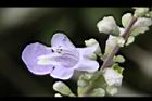 海埔姜-花21.jpg