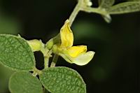 蔓蟲豆-花20.JPG