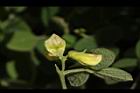 蔓蟲豆-花苞05.JPG