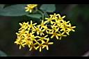 蔓黃菀-花15.jpg