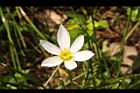 蔥蘭-花09.JPG