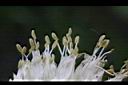 蔥-雄花05.JPG