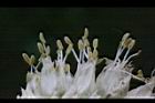 蔥-雄花00.JPG