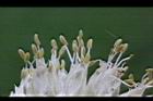 蔥-雄花06.JPG