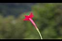 蔦蘿-花04.JPG