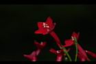 蔦蘿-花00.JPG