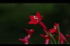 蔦蘿-花01.JPG