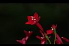 蔦蘿-花02.JPG