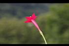 蔦蘿-花03.JPG