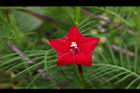 蔦蘿-花06.JPG