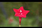 蔦蘿-花09.JPG