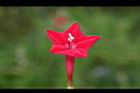 蔦蘿-花10.JPG