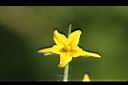 蕃茄-花09.jpg