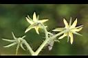 蕃茄-花萼01.jpg
