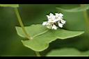 蕎麥-花10.jpg