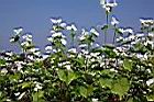 蕎麥-花04.JPG