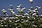蕎麥-花06.JPG