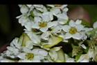 蕎麥-花30.JPG