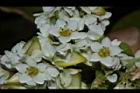 蕎麥-花32.JPG