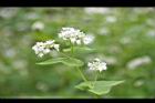 蕎麥-花45.jpg