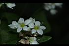 蕎麥-花52.JPG