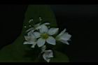 蕎麥-花56.JPG
