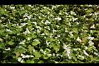 蕎麥45.JPG
